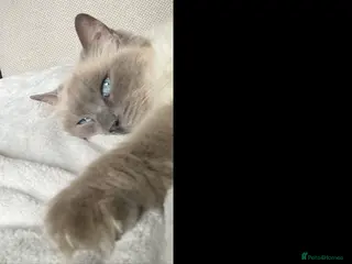 Ragdoll cats Beautiful Ragdoll_type male kittens - Advert 1