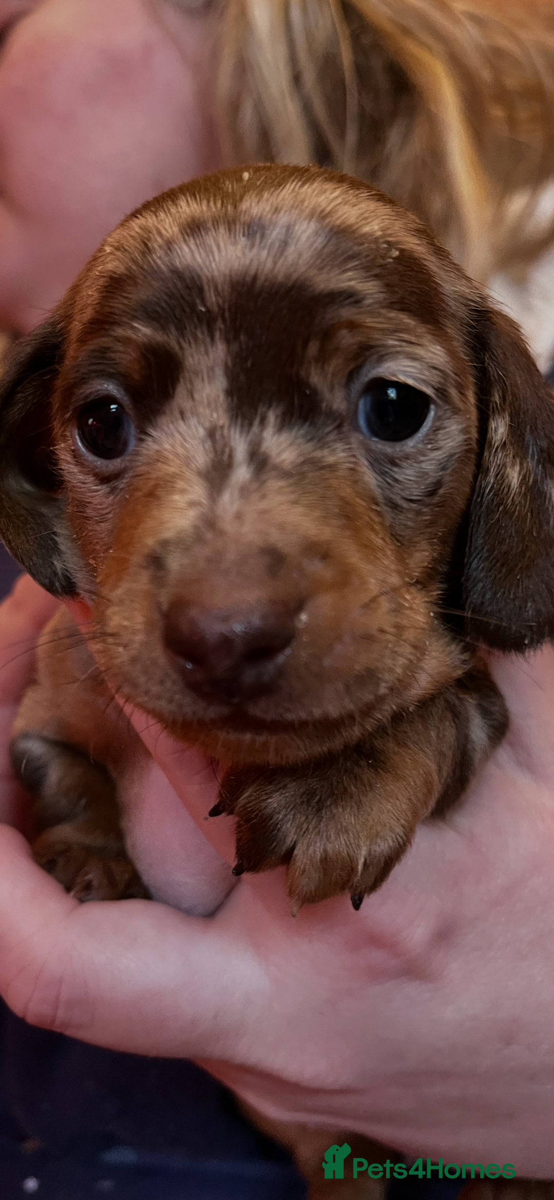 Miniature Dachshund dogs for sale: Miniature Dachshund  - Advert 13