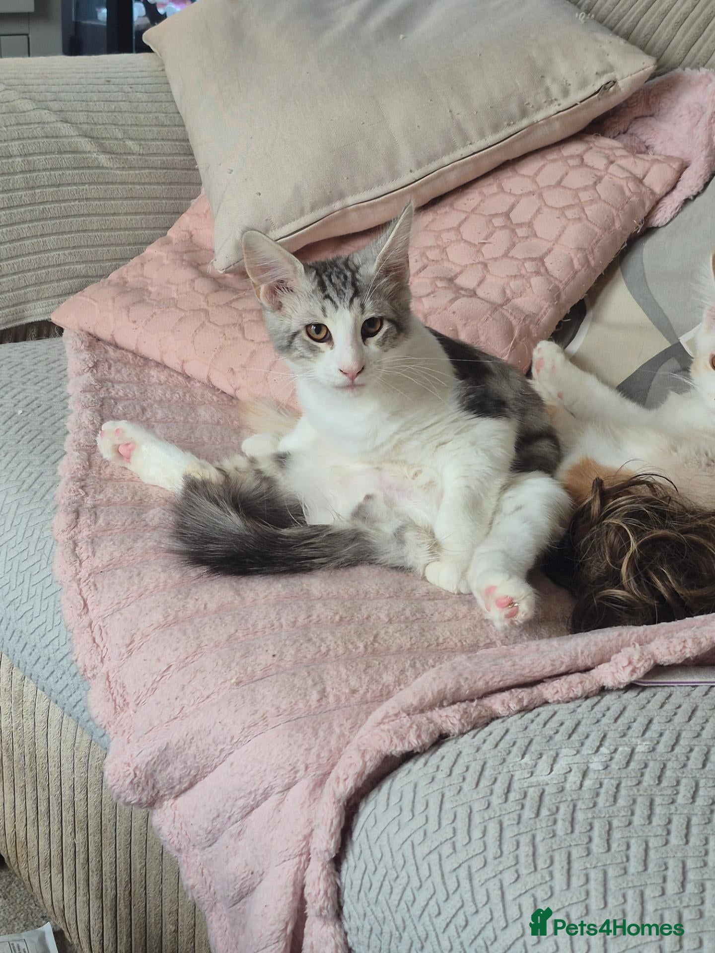 Maine Coon cats Maine coon baby floofs - Advert 1
