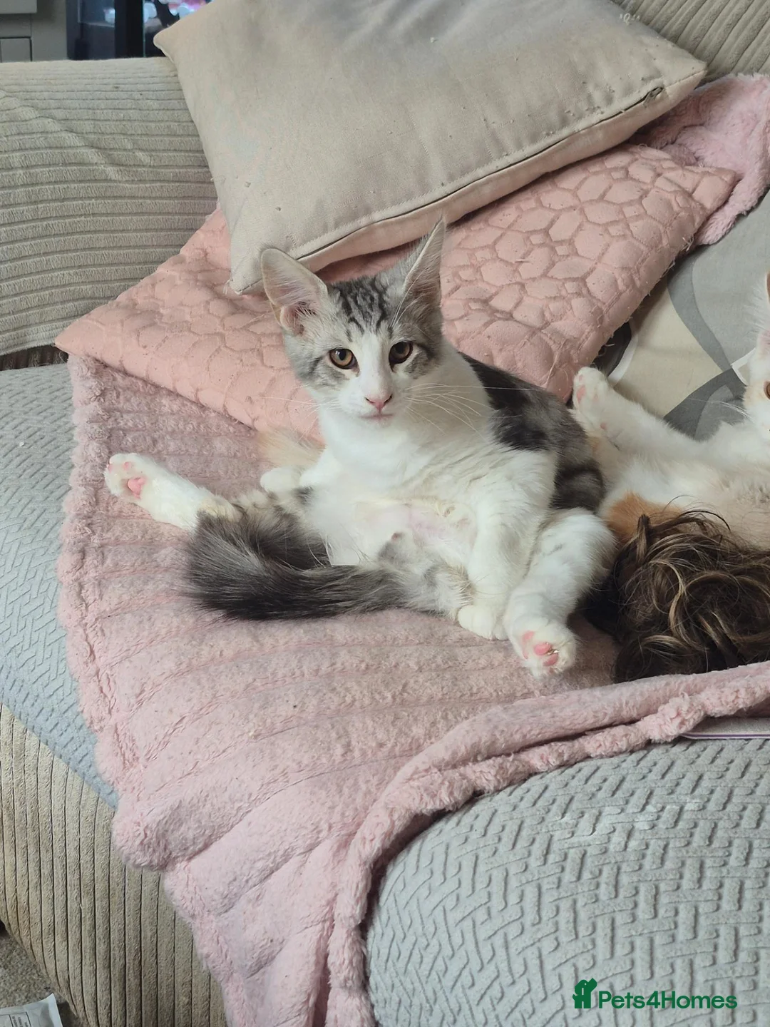 Maine Coon cats for sale: Maine coon baby floofs - Advert 1