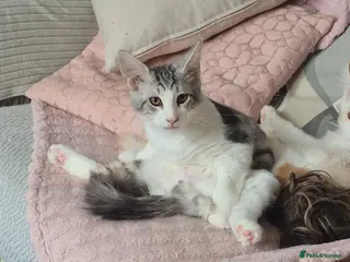 Maine Coon cats Maine coon baby floofs - Advert 1
