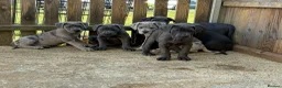 Cane Corso dogs for sale: Cane corso pups ready now - Advert 3