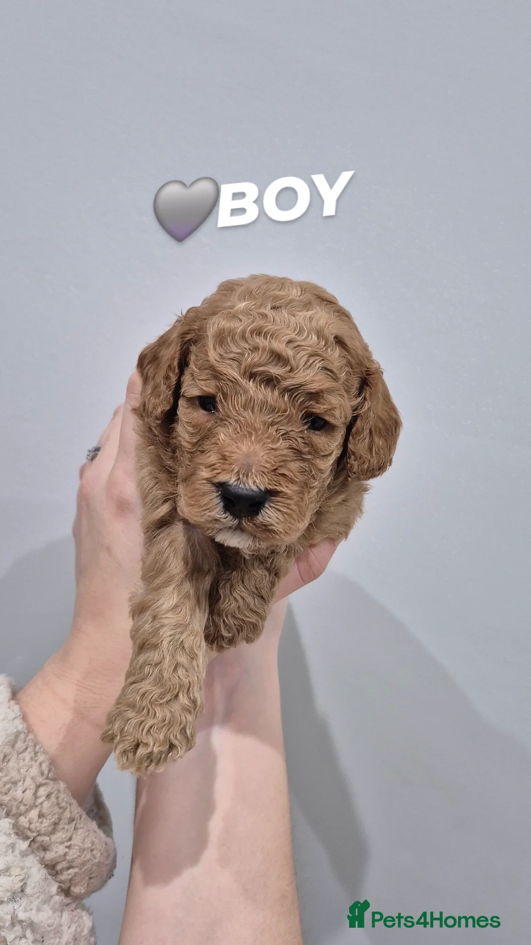 Cockapoo dogs F1B red and apricot cockapoo puppies  - Advert 5