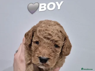 Cockapoo dogs F1B red and apricot cockapoo puppies - Advert 5