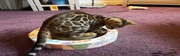 Bengal cats for sale: 1 year old female Bengal - Advert 3