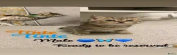 British Shorthair cats for sale: Pure breed British shorthairs  - Advert 3