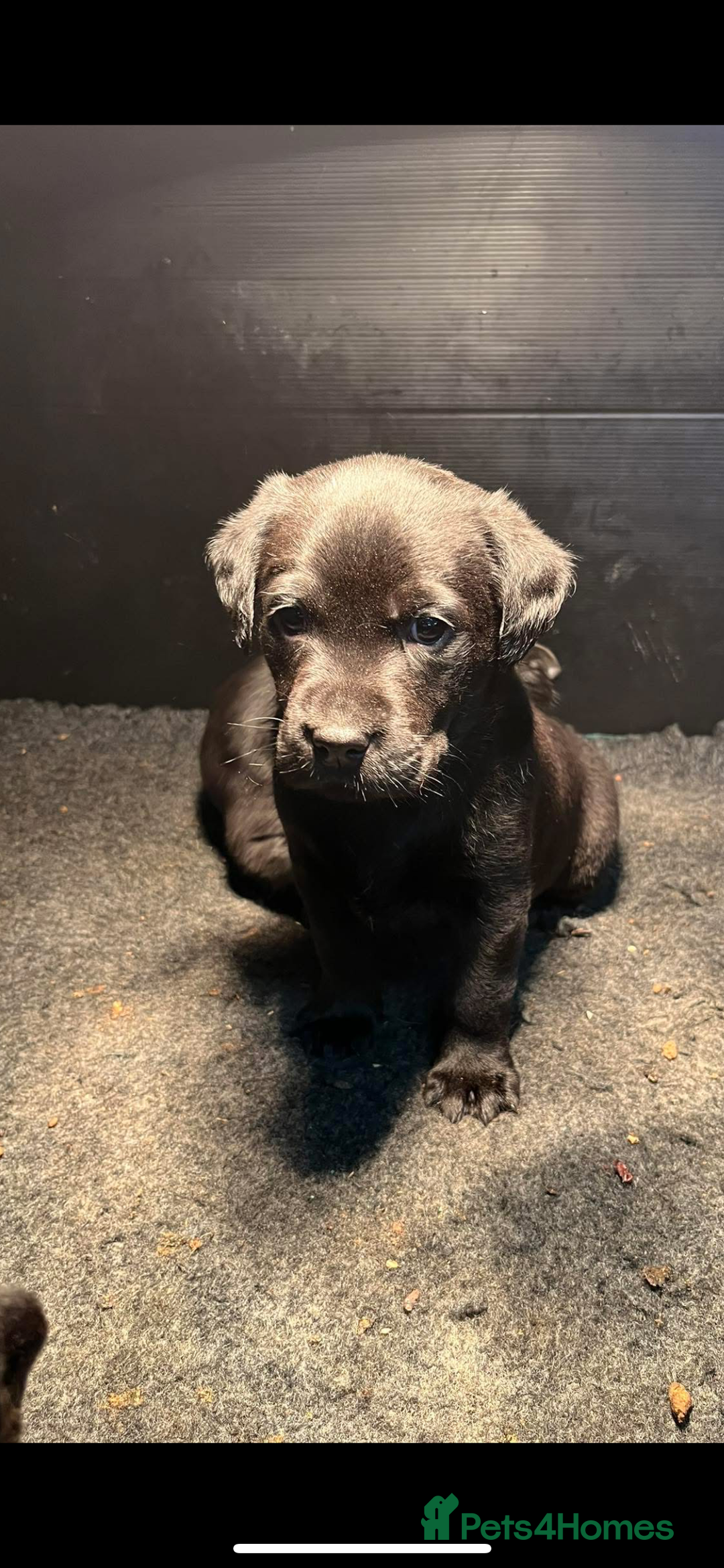 Labrador Retriever dogs for sale: 2 beautiful black Labrador bitches remaining - Advert 1