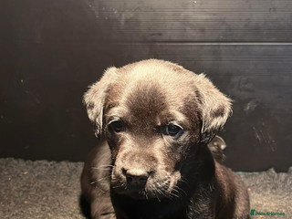 Labrador Retriever dogs 2 beautiful black Labrador bitches remaining - Advert 1