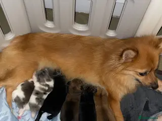 Pomeranian dogs Pomeranian puppies - Advert 17