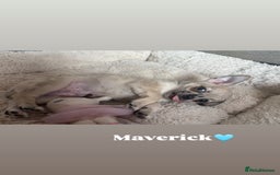 Chihuahua dogs for sale: Merle Chihuahua Puppies - Image 5