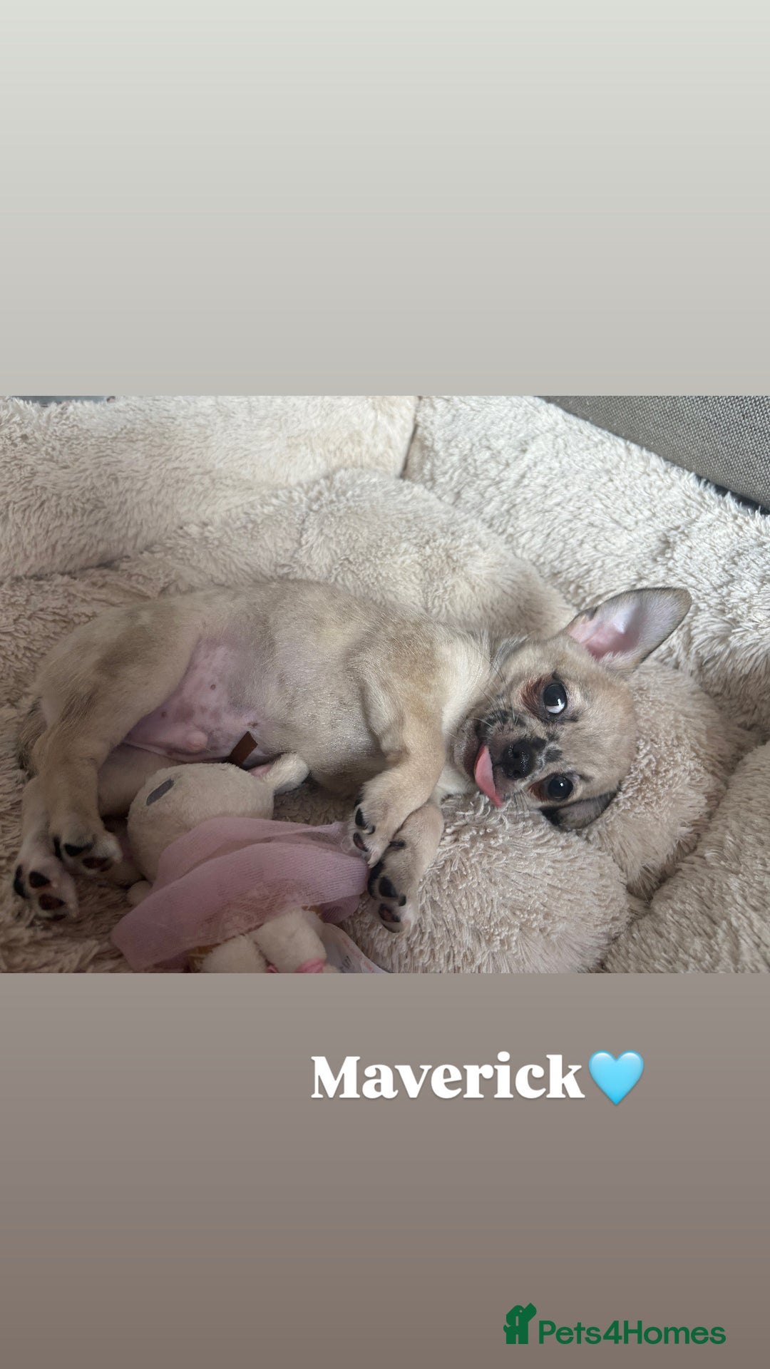 Chihuahua dogs for sale: Merle Chihuahua Puppies - Image 5