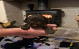 Mixed Breed dogs for sale: German wirehaired pointer x German wirehaired/Lab - Image 22