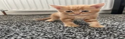 Mixed Breed cats for sale: Gorgeous kittens in Bonnybridge - Advert 1