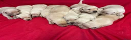 Labrador Retriever dogs for sale: Wow! KC Reg Puppies from Health Tested Parents - Advert 4