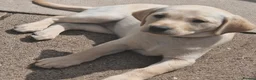 Labrador Retriever dogs for sale: Labrador Puppies - Advert 7