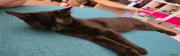 British Shorthair cats for sale: 2 Lovely Black Kittens - Advert 10