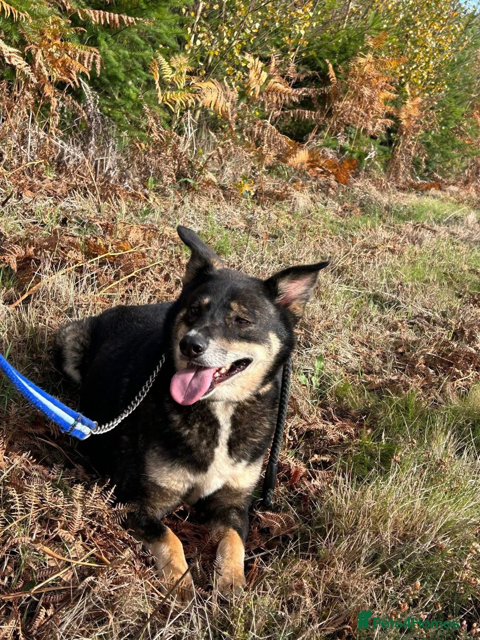 Mixed Breed dogs for adoption: Ben - Norwich Norfolk  - Advert 7
