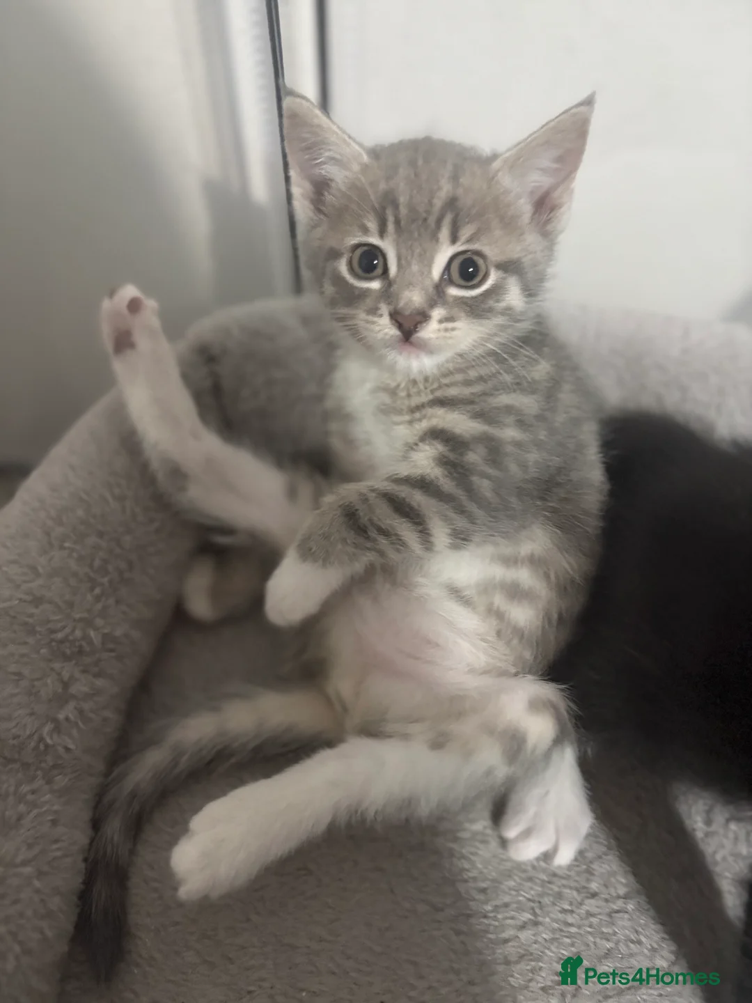 Bengal cats for sale: Bengal cross Kittens  - Advert 3