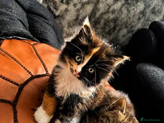 Mixed Breed cats 2 Adorable kittens for sale both male - Advert 3