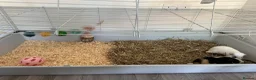 Guinea Pig rodents for sale: 2 female guinea pigs to be sold as a pair  in Sittingbourne - Advert 2