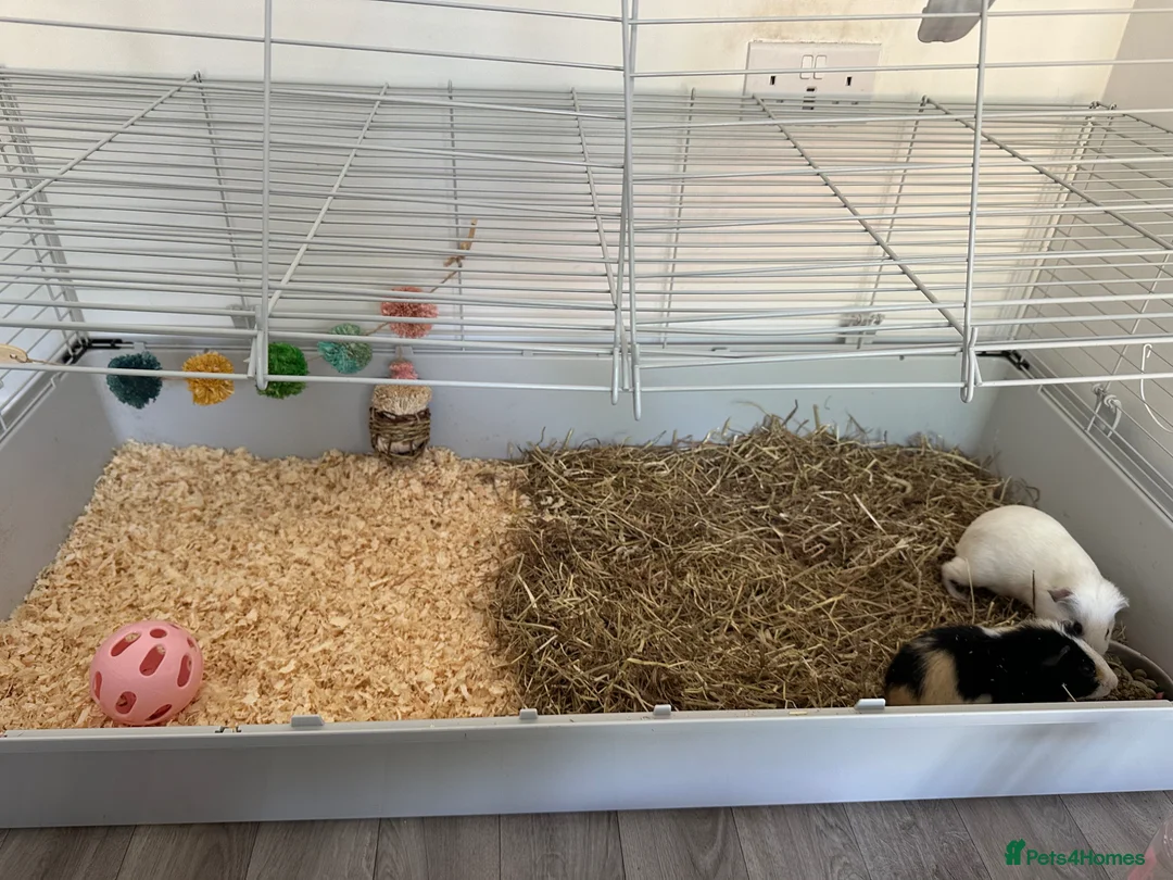 Guinea Pig rodents for sale: 2 female guinea pigs to be sold as a pair  in Sittingbourne - Advert 2
