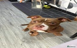 American Bulldog dogs for sale: 1 year old micro bulldog for sale - Image 7