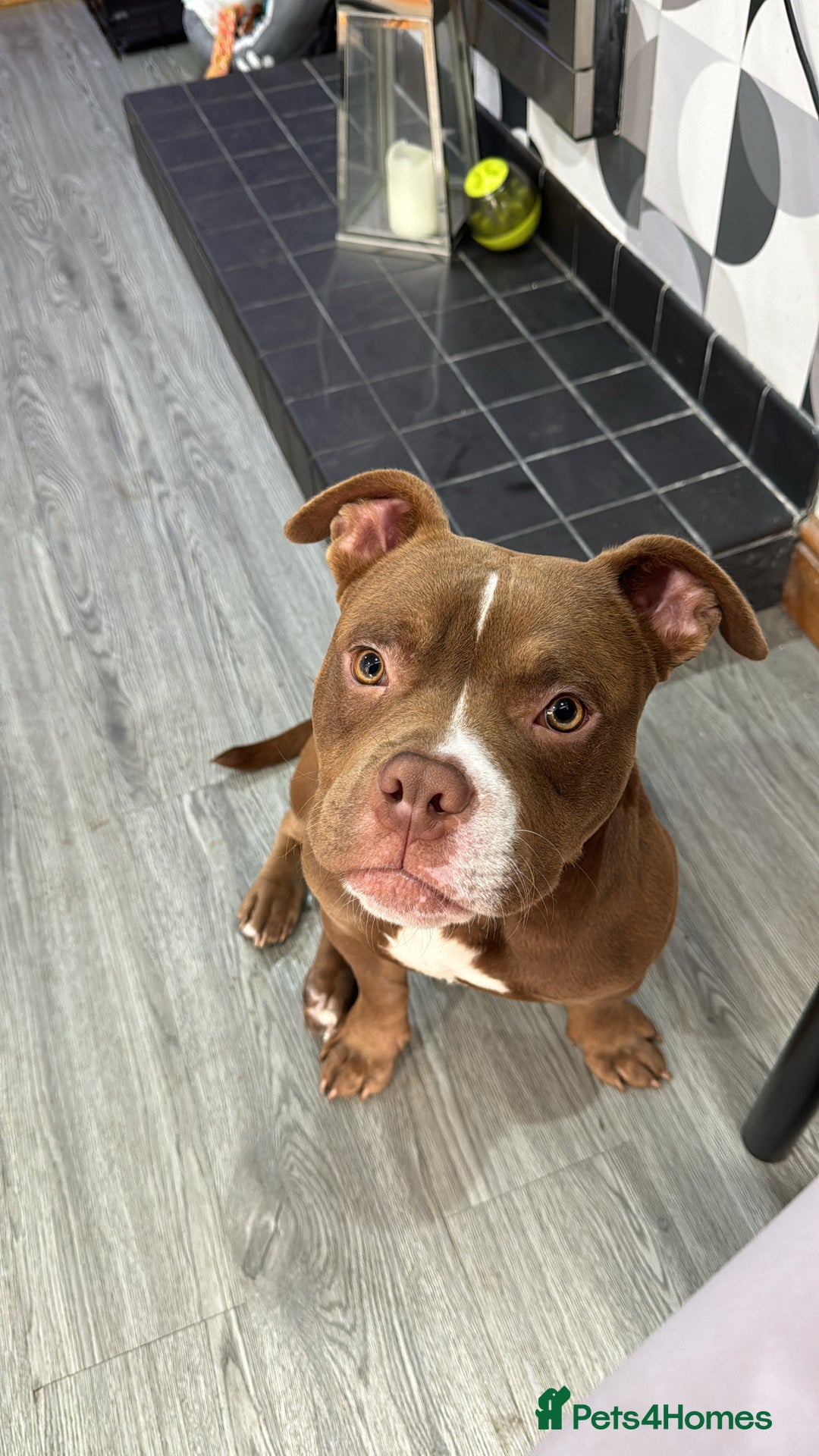 American Bulldog dogs for sale: 1 year old micro bulldog for sale - Image 7