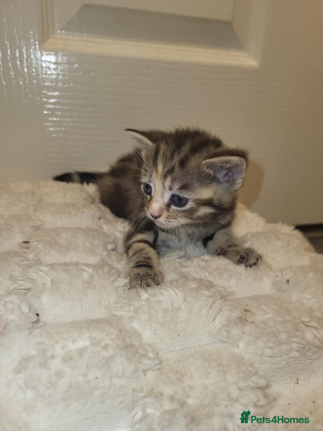 Domestic Shorthair cats for sale: Domestic short haired kittens  - Advert 7