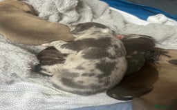 Mixed Breed dogs for sale: American bull staff puppies  - Image 12