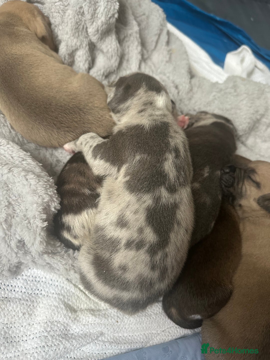 Mixed Breed dogs for sale: American bull staff puppies  - Image 12