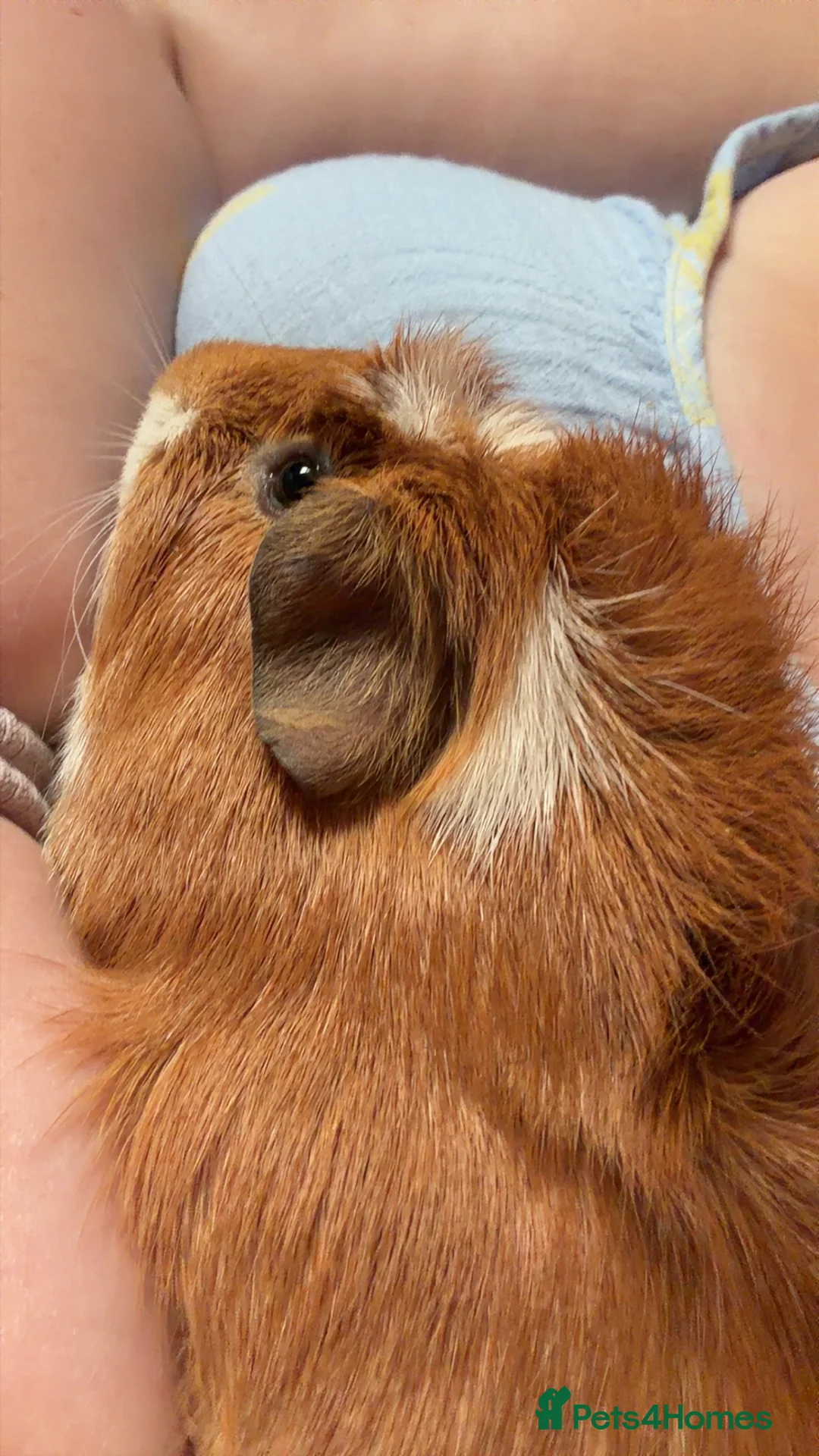 Guinea Pig rodents for sale: 2 beautiful male guinea pigs for sale  - Advert 2