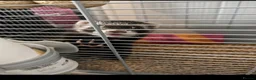 Ferret rodents for sale: Ferrets & cage - Advert 2