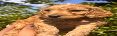 Cockapoo 1