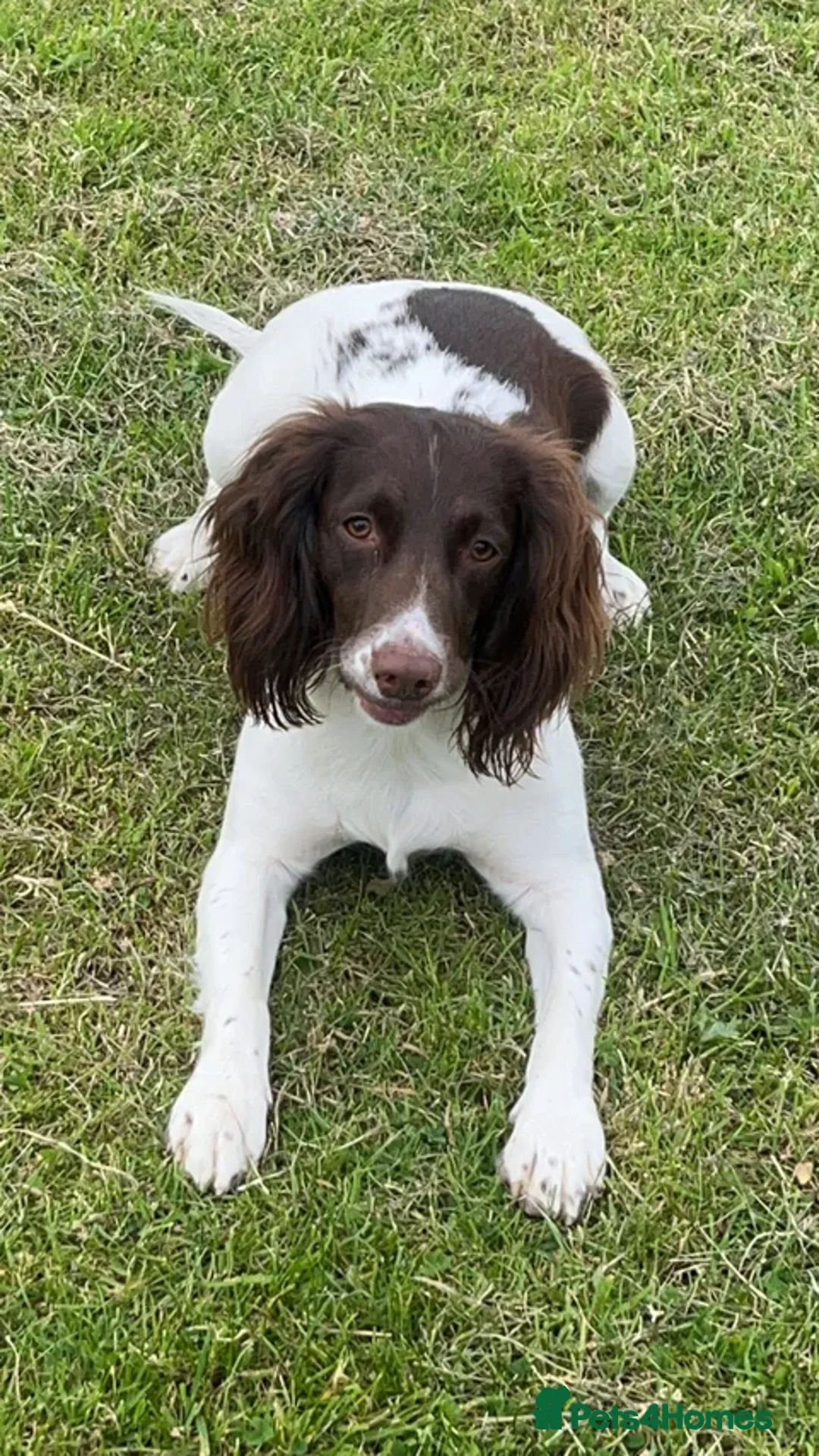 Sproodle dogs for sale: Ready Now!! Sproodle puppies  - Advert 1