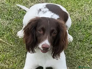 Sproodle dogs Ready Now!! Sproodle puppies - Advert 1