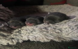 Chihuahua dogs for sale: Kc registered pedigree blue+white chihuahua pups - Image 1