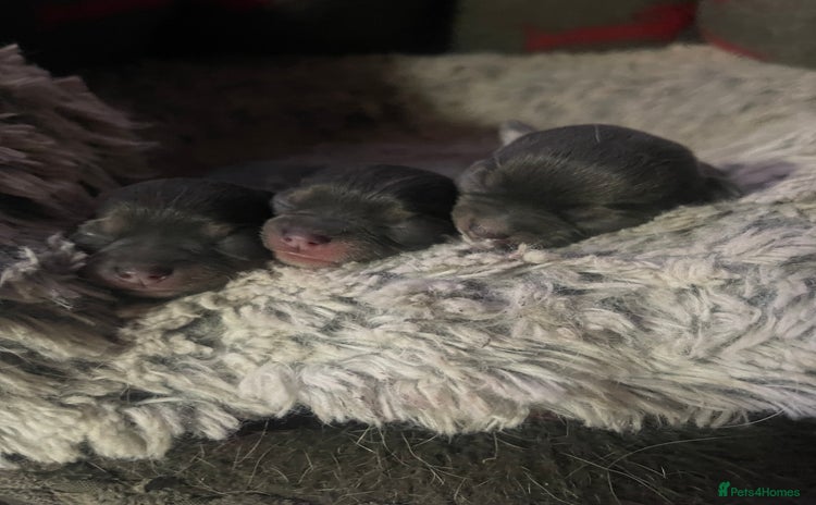 Chihuahua dogs - Advert 1