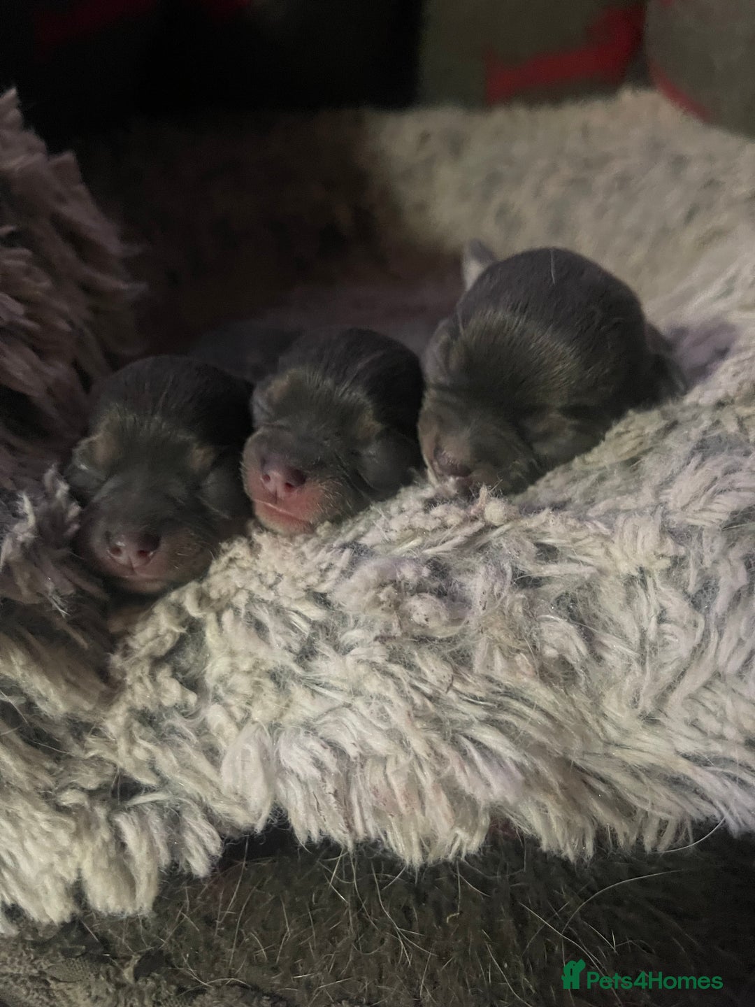 Chihuahua dogs for sale: Kc registered pedigree blue+white chihuahua pups - Image 1