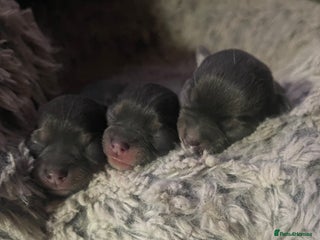 Chihuahua dogs - Advert 2