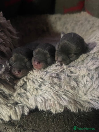 Chihuahua dogs - Advert 1