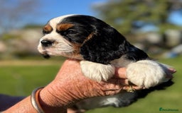 Cavalier King Charles Spaniel dogs for sale: Gorgeous pure Cavalier King Charles Spaniel Pup - Image 3