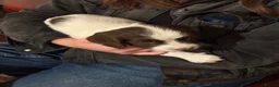 English Springer Spaniel dogs for sale: English Springer Spaniel pups, KC registered  - Advert 12