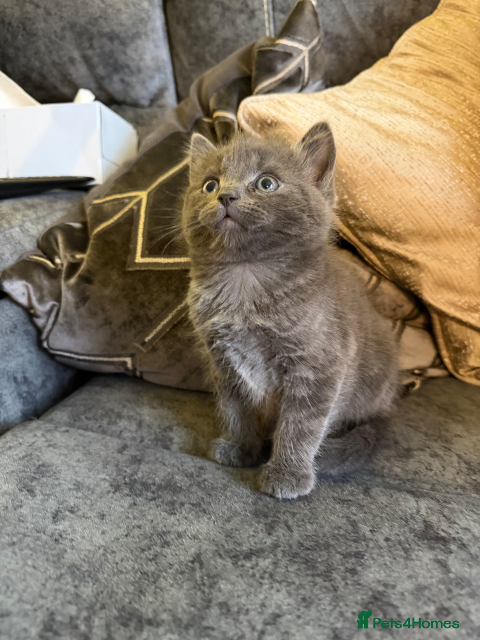 Ragdoll cats Ragdoll/TurkishAngora Kittens,BlueEyed,Home-Raised - Advert 1