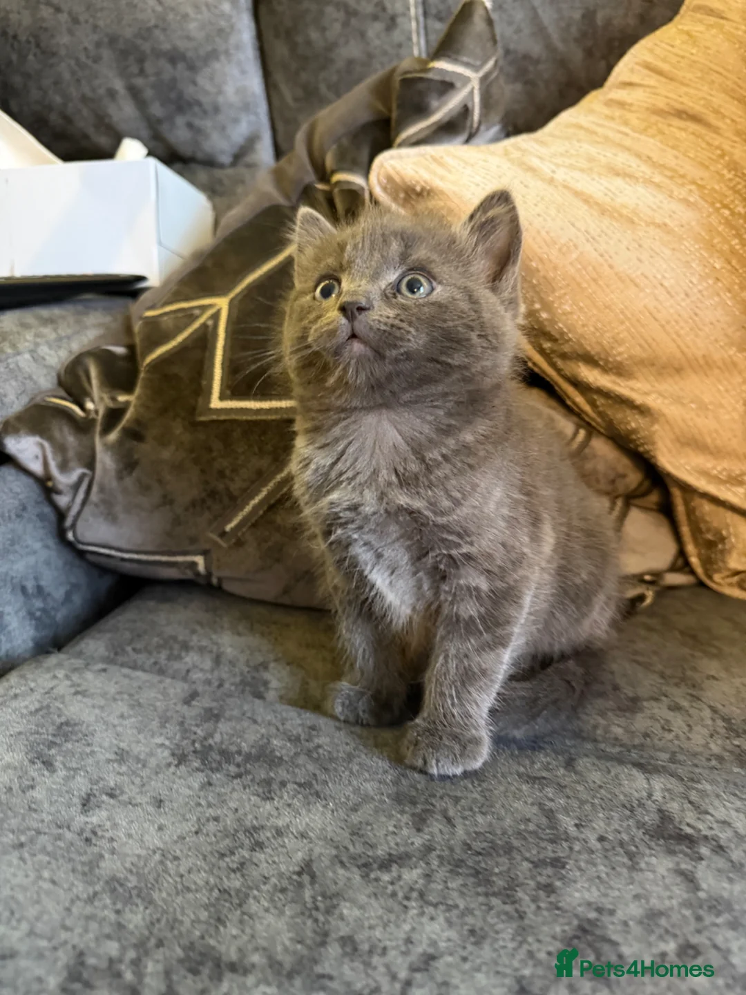 Ragdoll cats for sale: Ragdoll/TurkishAngora Kittens,BlueEyed,Home-Raised - Advert 1