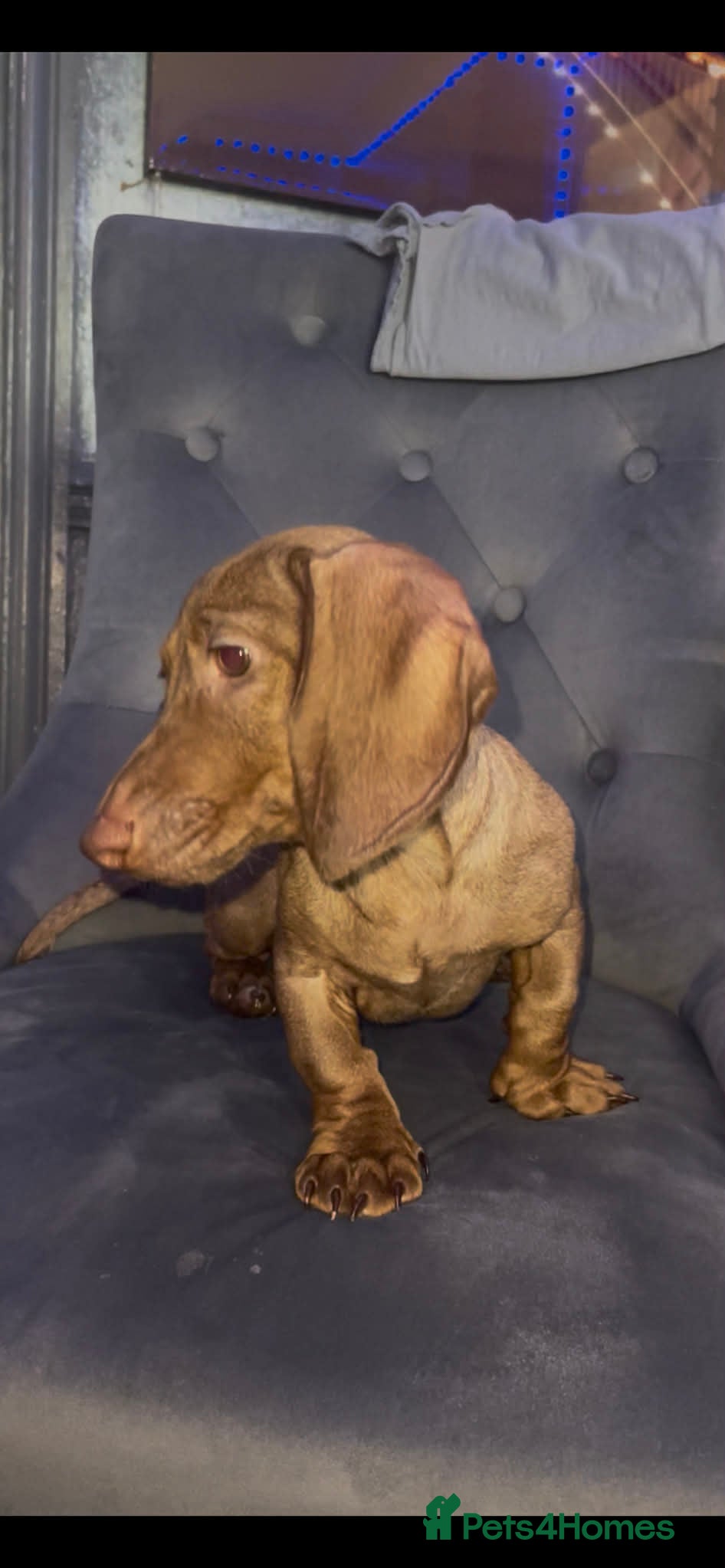 Dachshund dogs Miniature Dachshund isabelle  - Advert 5