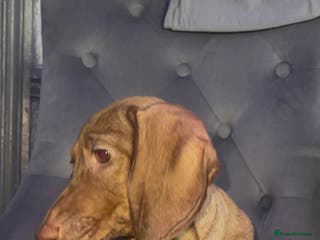 Dachshund dogs for sale: Miniature Dachshund isabelle - Advert 1