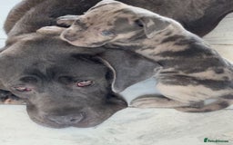 Cane Corso dogs for sale: Beautiful Cane corso Pups  - Image 19