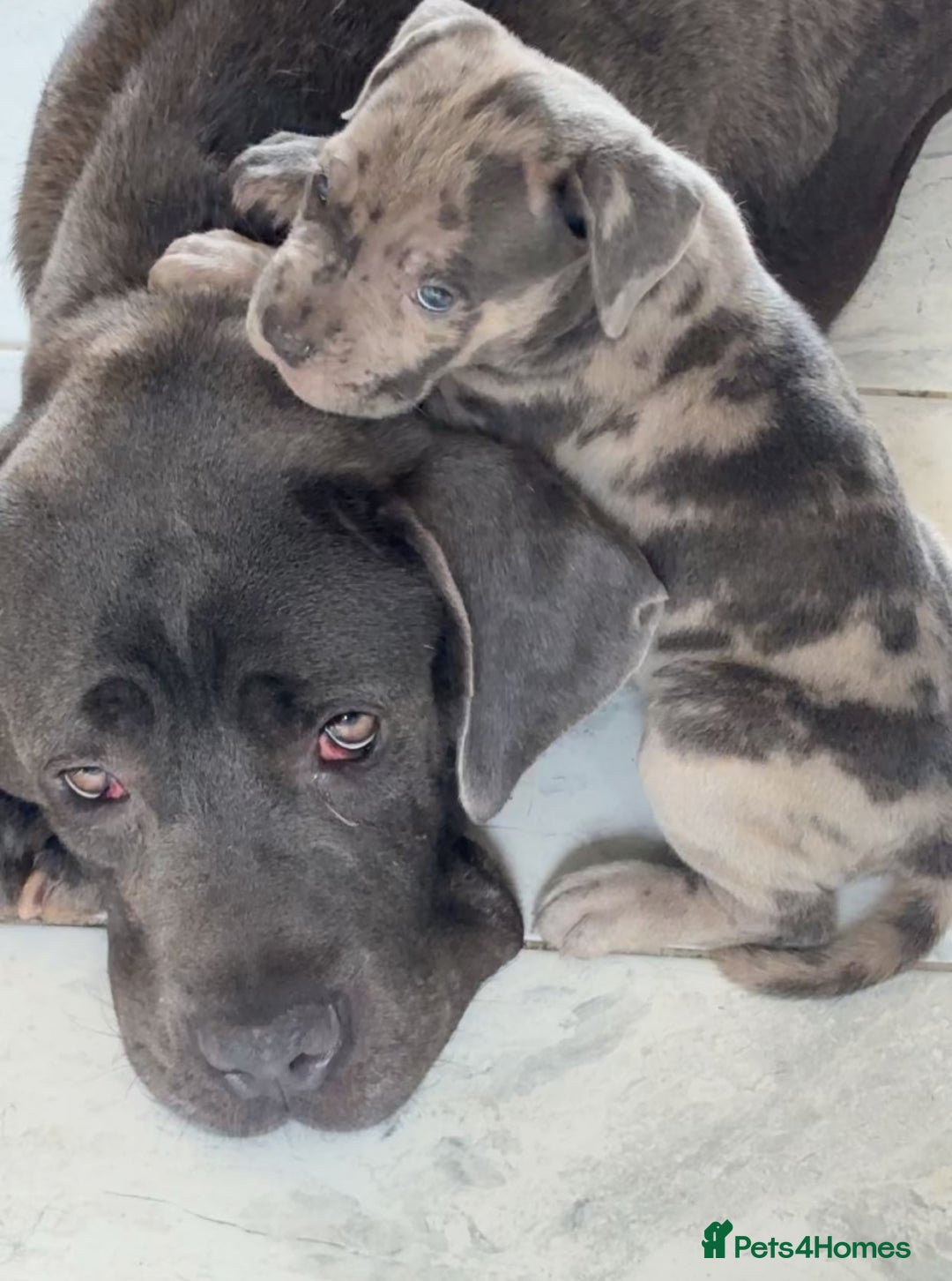 Cane Corso dogs for sale: Beautiful Cane corso Pups  - Image 19
