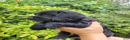 Cocker Spaniel dogs for sale: KC registered working cockers in Harrogate - Advert 15