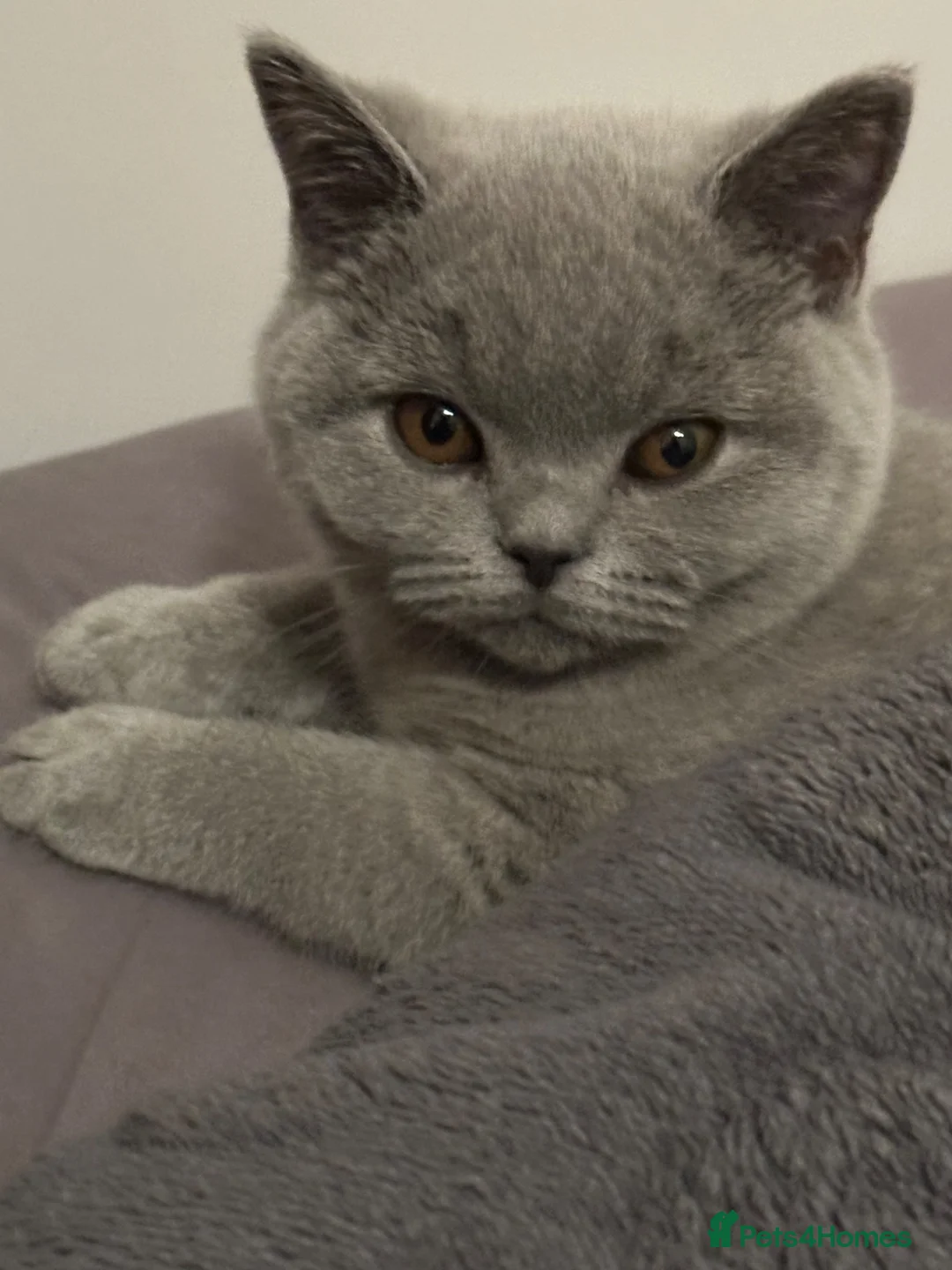 British Shorthair cats for sale: British Shorthair  - Advert 35
